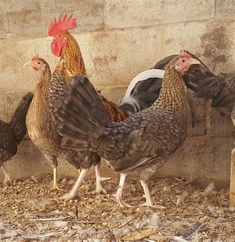The Rhode Island Red is a true heritage chicken breed picked as a great choice for egg production. . Hackle hatchery